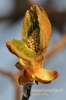 Filename=396_fotowilga~0.JPG
Filesize=62KB
Dimensions=360x540
Date added=May 11, 2012 396_fotowilga~0.JPG