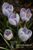 Filename=398_fotowilga~0.JPG
Filesize=90KB
Dimensions=360x540
Date added=Apr 16, 2011 398_fotowilga~0.JPG