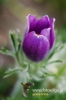 Filename=399_fotowilga~0.JPG
Filesize=76KB
Dimensions=360x540
Date added=May 31, 2012 399_fotowilga~0.JPG