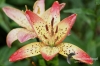 Filename=399_fotowilga~2.JPG
Filesize=314KB
Dimensions=720x480
Date added=Jul 16, 2011 399_fotowilga~2.JPG