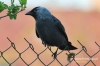 Filename=401_fotowilga~0.JPG
Filesize=99KB
Dimensions=720x480
Date added=May 06, 2012 401_fotowilga~0.JPG