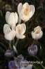 Filename=403_fotowilga~0.JPG
Filesize=186KB
Dimensions=360x540
Date added=Apr 16, 2011 403_fotowilga~0.JPG