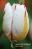 Filename=405_fotowilga.JPG
Filesize=78KB
Dimensions=360x540
Date added=Mar 29, 2012 405_fotowilga.JPG