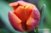 Filename=406_fotowilga~0.JPG
Filesize=97KB
Dimensions=720x480
Date added=Jun 16, 2012 406_fotowilga~0.JPG