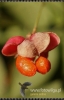 Filename=411_fotowilga~1.JPG
Filesize=80KB
Dimensions=348x540
Date added=Nov 11, 2011 411_fotowilga~1.JPG