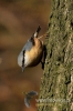 Filename=423_fotowilga~3.JPG
Filesize=88KB
Dimensions=360x540
Date added=Feb 29, 2012 423_fotowilga~3.JPG