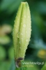Filename=430_fotowilga~0.JPG
Filesize=74KB
Dimensions=360x540
Date added=Jul 16, 2011 430_fotowilga~0.JPG