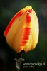 Filename=444_fotowilga~0.JPG
Filesize=70KB
Dimensions=360x540
Date added=May 18, 2012 444_fotowilga~0.JPG