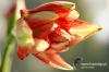 Filename=458_fotowilga.JPG
Filesize=103KB
Dimensions=720x480
Date added=Mar 13, 2012 458_fotowilga.JPG