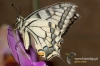 Filename=458_fotowilga~0.JPG
Filesize=134KB
Dimensions=720x480
Date added=Jul 26, 2011 458_fotowilga~0.JPG