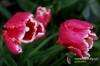 Filename=461_fotowilga~0.JPG
Filesize=106KB
Dimensions=720x480
Date added=Apr 02, 2012 461_fotowilga~0.JPG