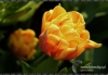 Filename=462_fotowilga~1.JPG
Filesize=111KB
Dimensions=720x500
Date added=Nov 16, 2011 462_fotowilga~1.JPG