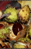 478-crop_[wilga]~1.JPG