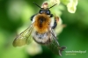 Filename=484_fotowilga~0.JPG
Filesize=297KB
Dimensions=720x480
Date added=Jul 16, 2011 484_fotowilga~0.JPG