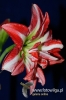 Filename=491_fotowilga~0.JPG
Filesize=90KB
Dimensions=360x540
Date added=Mar 11, 2012 491_fotowilga~0.JPG