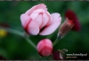 Filename=494_fotowilga~5.JPG
Filesize=110KB
Dimensions=720x498
Date added=Feb 10, 2012 494_fotowilga~5.JPG