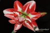 Filename=494_fotowilga~7.JPG
Filesize=128KB
Dimensions=720x480
Date added=Mar 11, 2012 494_fotowilga~7.JPG