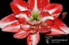 Filename=496_fotowilga~2.JPG
Filesize=142KB
Dimensions=720x480
Date added=Mar 11, 2012 496_fotowilga~2.JPG