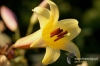 Filename=497_fotowilga~0.JPG
Filesize=96KB
Dimensions=720x480
Date added=Jul 26, 2011 497_fotowilga~0.JPG