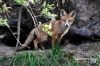 Filename=498_fotowilga~0.JPG
Filesize=167KB
Dimensions=720x480
Date added=Jul 04, 2012 498_fotowilga~0.JPG