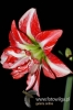 Filename=498_fotowilga~5.JPG
Filesize=86KB
Dimensions=360x540
Date added=Mar 11, 2012 498_fotowilga~5.JPG