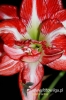 Filename=502_fotowilga~4.JPG
Filesize=219KB
Dimensions=360x540
Date added=Mar 11, 2012 502_fotowilga~4.JPG