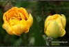 Filename=503_fotowilga~3.JPG
Filesize=318KB
Dimensions=720x497
Date added=Nov 18, 2011 503_fotowilga~3.JPG