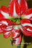 Filename=505_fotowilga.JPG
Filesize=103KB
Dimensions=360x540
Date added=Mar 13, 2012 505_fotowilga.JPG