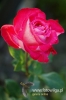 Filename=506_fotowilga~0.JPG
Filesize=171KB
Dimensions=360x540
Date added=Jul 26, 2011 506_fotowilga~0.JPG