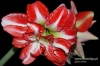Filename=509_fotowilga.JPG
Filesize=134KB
Dimensions=720x480
Date added=Mar 13, 2012 509_fotowilga.JPG