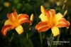 515-crop_[wilga]~0.JPG