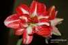 Filename=517_fotowilga.JPG
Filesize=130KB
Dimensions=720x480
Date added=Mar 15, 2012 517_fotowilga.JPG