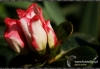 Filename=556_fotowilga.JPG
Filesize=108KB
Dimensions=720x499
Date added=Feb 09, 2012 556_fotowilga.JPG