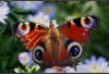 Filename=582_fotowilga~0.JPG
Filesize=129KB
Dimensions=720x495
Date added=Oct 17, 2011 582_fotowilga~0.JPG