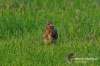Filename=596_fotowilga~0.JPG
Filesize=126KB
Dimensions=720x480
Date added=Mar 11, 2011 596_fotowilga~0.JPG