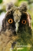 602_fotowilga.JPG