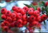 Filename=619_fotowilga~0.JPG
Filesize=127KB
Dimensions=720x497
Date added=Nov 15, 2011 619_fotowilga~0.JPG