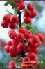 Filename=621_fotowilga~0.JPG
Filesize=93KB
Dimensions=353x540
Date added=Nov 14, 2011 621_fotowilga~0.JPG
