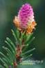 Filename=622_fotowilga.JPG
Filesize=86KB
Dimensions=360x540
Date added=Jun 15, 2012 622_fotowilga.JPG