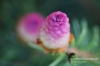 Filename=625_fotowilga.JPG
Filesize=94KB
Dimensions=720x480
Date added=Jun 15, 2012 625_fotowilga.JPG