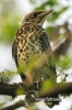 Filename=636_fotowilga~0.JPG
Filesize=70KB
Dimensions=360x540
Date added=Jun 28, 2012 636_fotowilga~0.JPG