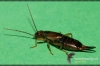 651-crop_[wilga].JPG