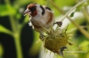 Filename=662_fotowilga.JPG
Filesize=92KB
Dimensions=720x480
Date added=Dec 02, 2011 662_fotowilga.JPG