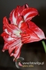 Filename=664_fotowilga.JPG
Filesize=91KB
Dimensions=360x540
Date added=Mar 15, 2012 664_fotowilga.JPG