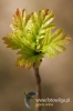 Filename=664_fotowilga~0.JPG
Filesize=76KB
Dimensions=360x540
Date added=Jun 19, 2012 664_fotowilga~0.JPG