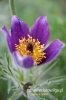 Filename=683_fotowilga.JPG
Filesize=86KB
Dimensions=360x540
Date added=Jun 16, 2012 683_fotowilga.JPG