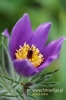Filename=684_fotowilga.JPG
Filesize=83KB
Dimensions=360x540
Date added=Jun 16, 2012 684_fotowilga.JPG