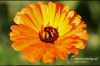 Filename=701_fotowilga.JPG
Filesize=282KB
Dimensions=720x480
Date added=Nov 14, 2011 701_fotowilga.JPG