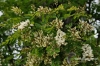Filename=724_fotowilga~0.JPG
Filesize=153KB
Dimensions=720x480
Date added=Jul 05, 2012 724_fotowilga~0.JPG