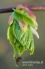 Filename=763_fotowilga.JPG
Filesize=83KB
Dimensions=360x540
Date added=Jun 17, 2012 763_fotowilga.JPG